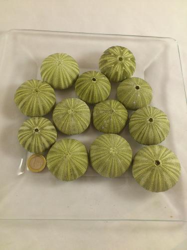 Seeigel (Sea urchin green) 12 st.